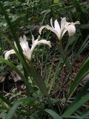Iris chrysophylla