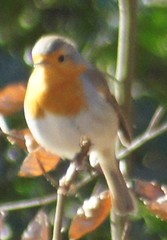 Erithacus rubecula
