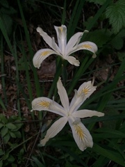 Iris chrysophylla