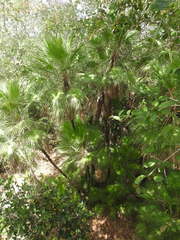 Acoelorraphe wrightii