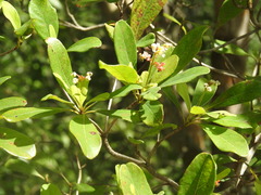 Byrsonima bucidaefolia