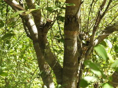 Byrsonima bucidaefolia