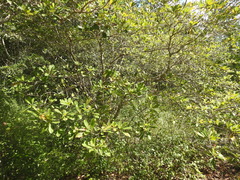 Byrsonima bucidaefolia