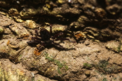Cryptocellus