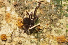 Cryptocellus