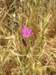Clarkia purpurea