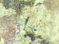Verrucaria praetermissa
