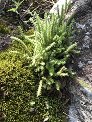 Crassula lanceolata