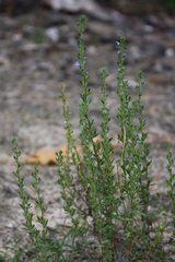 Veronica dillenii