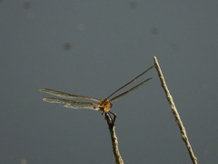 Brachymesia herbida