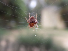 Araneidae
