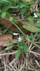 Vicia acutifolia