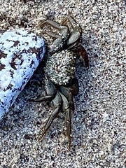 Geograpsus lividus