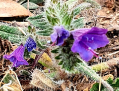 Echium sabulicola