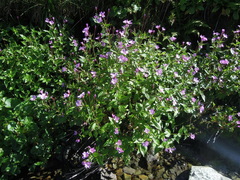 Epilobium algidum