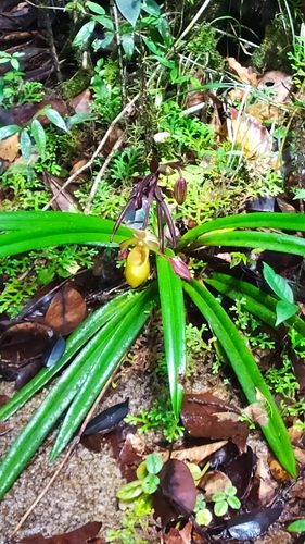 Phragmipedium lindleyanum, photograph 6