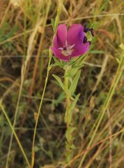 Clarkia purpurea