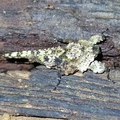 Amorphopus notabilis
