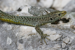 Dinarolacerta mosorensis