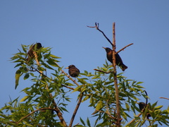 Sturnus vulgaris