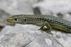 Dinarolacerta mosorensis