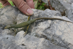 Dinarolacerta mosorensis