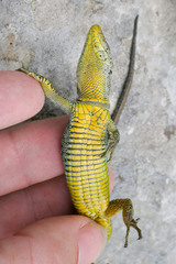 Dinarolacerta mosorensis