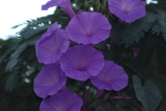 Ipomoea pedicellaris