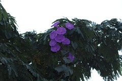 Ipomoea pedicellaris