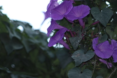 Ipomoea pedicellaris