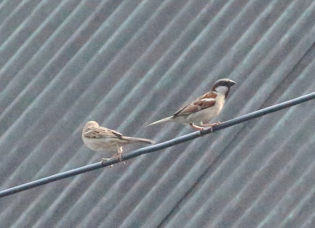 House Sparrow from 52MF+X37, Dawki, Meghalaya 793109, India on February ...