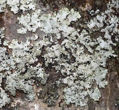 Hypotrachyna mcmulliniana