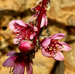Prunus persica nucipersica