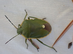 Chlorochroa juniperina