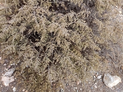 Artemisia barrelieri
