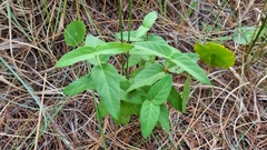 Oxypetalum solanoides