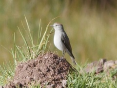 Muscisaxicola rufivertex