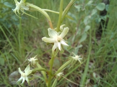 Habenaria retinervis