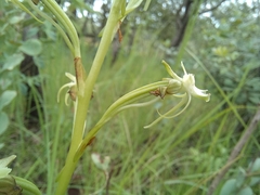 Habenaria retinervis
