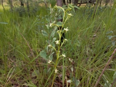Habenaria retinervis