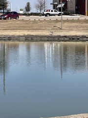 Hydrocoloeus minutus