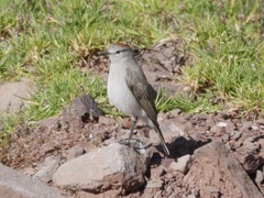 Muscisaxicola rufivertex