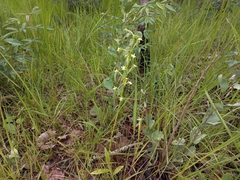 Habenaria retinervis