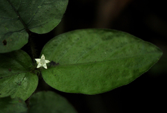 Hymenocoleus hirsutus image