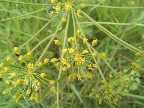 Heteromorpha involucrata image