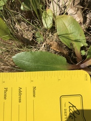 Micranthes occidentalis