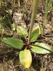 Micranthes occidentalis