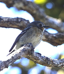 Chasiempis sclateri