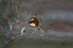 Araneus alboventris