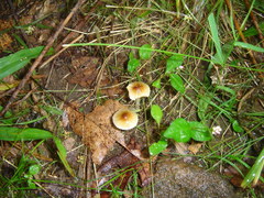 Inocybe serotina